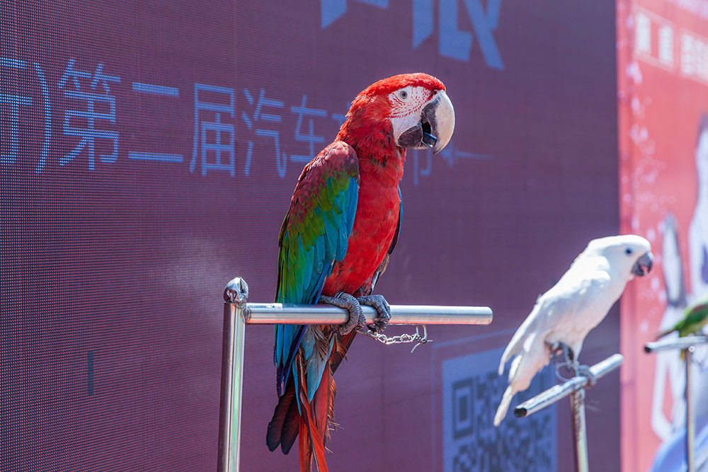 【車展第一天】遇到那個TA，放棄蘋果8......